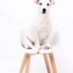 portrait d une jack Russell