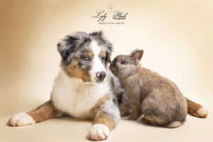 photo chiot berger australien avec lapin