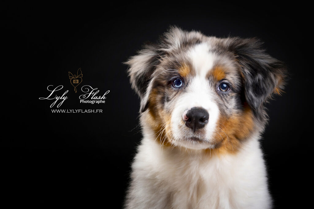 portrait de chien berger australien