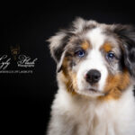 portrait de chien berger australien