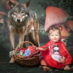 photo de bb en petit chaperon rouge avec le grand loup a coté. Photographie d art réalise par la spécialiste de la photo de bébé Lyly flash