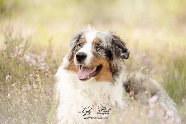 Une séance photo pour votre chien, un beau souvenir de sa bouille a bisous, de sa joie de vivre, de ses petites oreilles, du bonheur qu'il vous apporte. Que vous soyez une famille, ou un eleveur il  y a plein de raison de mettre en valeur votre animal de compagnie, votre ami canin